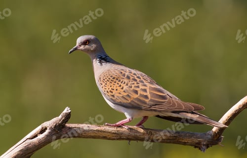 Preview: Turtle dove, streptopelia turtur. a bird sits on a thin dry beautiful branch