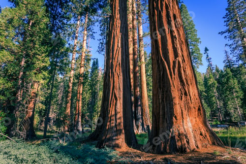Preview: Forest Of Sequoias In The Mariposa Grove At Yosemite National Park In California
