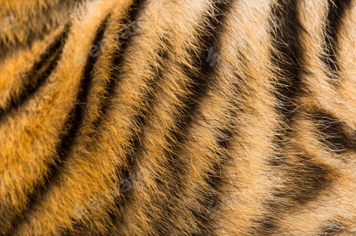 Preview: Close up of two months old tiger cubs fur
