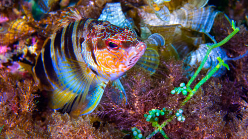 Preview: Painted Comber, Cabo Cope-Puntas del Calnegre Natural Park, Spain