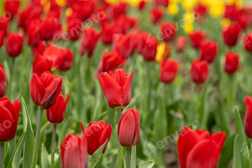 Preview: Red tulips. Floral background. Spring flower tulip. Flowers in the garden.