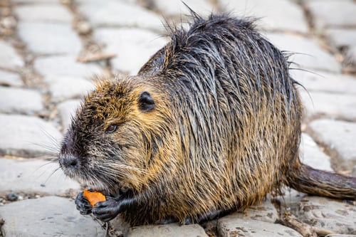 Preview: Close-up of Nutria eats an carrot on embankment near Charles Bridge in Prague