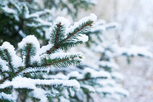 Preview: Winter with spruice tree
