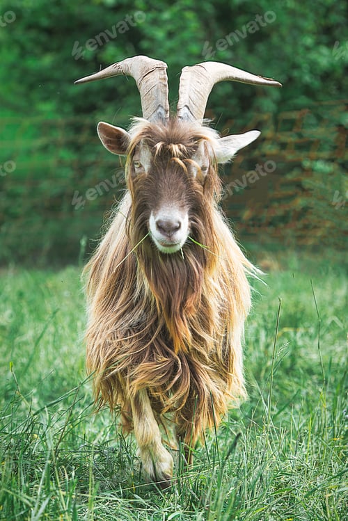 Preview: A goat with big horns