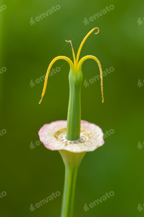 Preview: California golden poppies