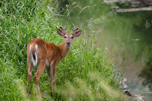 Preview: Whitetail Deer in Velvet