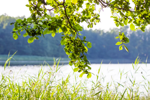 Preview: Summer nature details. Green grass and foliage in wet place near the wild lake in the forest.