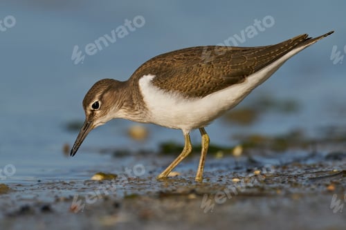 Preview: Common sandpiper (Actitis hypoleucos)