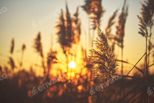 Preview: Common reed (phragmites) on sunset