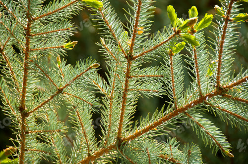 Preview: Fir tree brunch close up.