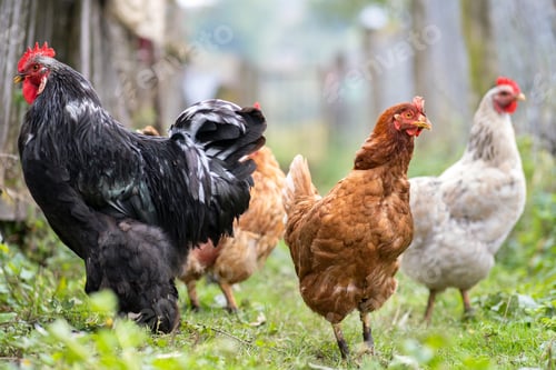 Preview: Closeup of domestic chicken feeding on traditional rural barnyard. Hens on barn yard in eco farm