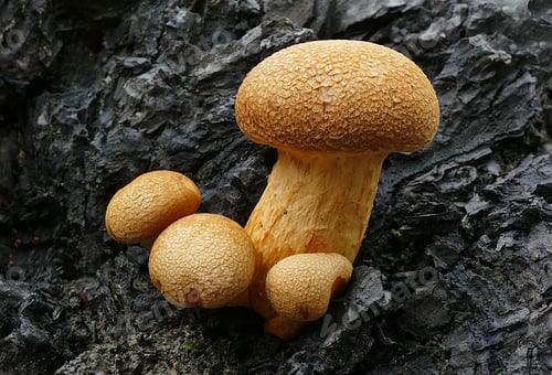 Preview: Closeup shot of Gymnopilus junonius on the bark of a tree