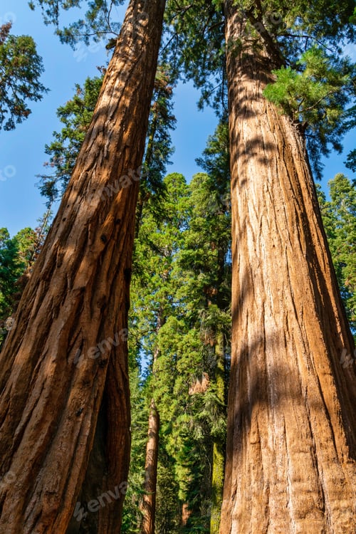Preview: Low angle shot of two giant sequoia trees under blue sky in park