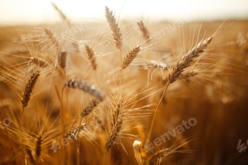 Preview: Amazing agriculture sunset landscape.Growth nature harvest. Wheat field natural product.