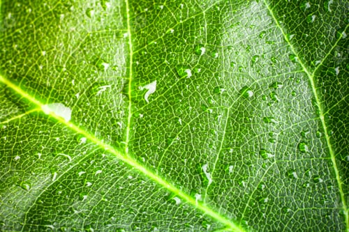 Preview: green leaf