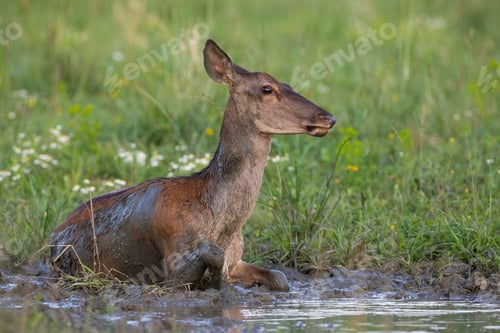 Preview: Red deer female wallowing in mud in summertime nature