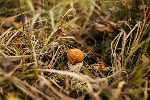 Preview: Beautiful edible mushroom with orange cap in autumn grass in sunny woodland. Leccinum aurantiacum