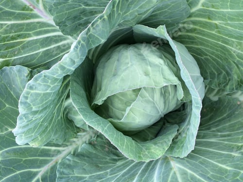 Preview: Closeup shot of a fresh green cabbage flower