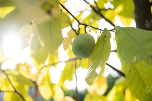 Preview: Ripening green asimina fruit growing on a pawpaw tree