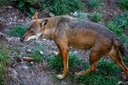 Preview: Wolf portrait in the foreground