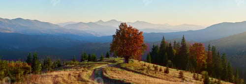 Preview: Breathtaking panoramic view of golden hillside dotted with evergreens.