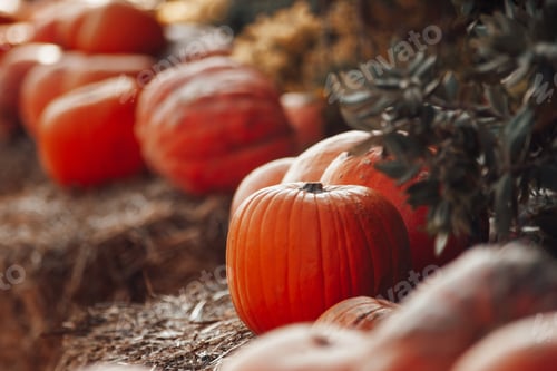 Preview: Pumpkins for sale at an outdoor market in autumn season