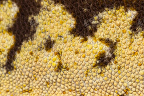Preview: skin macro detail of reptile crested gecko, Correlophus ciliatus