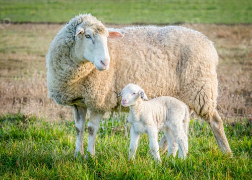 Preview: Sheep and Lamb Grazing in Green Pasture