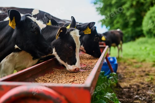 Preview: These cows eat only the best