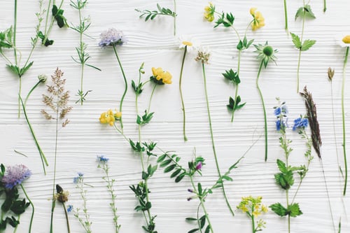 Preview: Spring flowers flat lay. Beautiful wildflowers stems and blooming petals composition on white wood