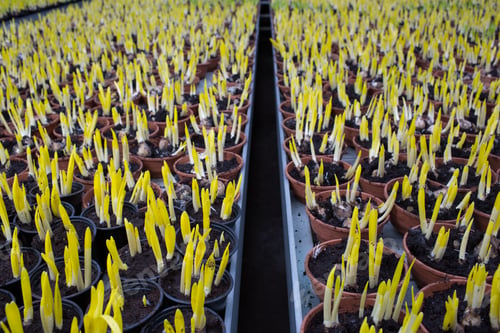 Preview: Plantation flower sprout -crocuses in a pot . Commercial cultivation of flowers in a greenhouse
