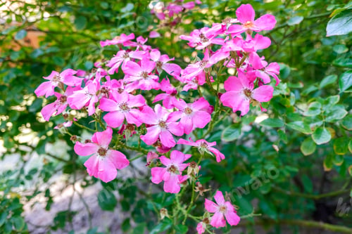 Preview: Detail of Rosy Carpet, a type of wild rose.