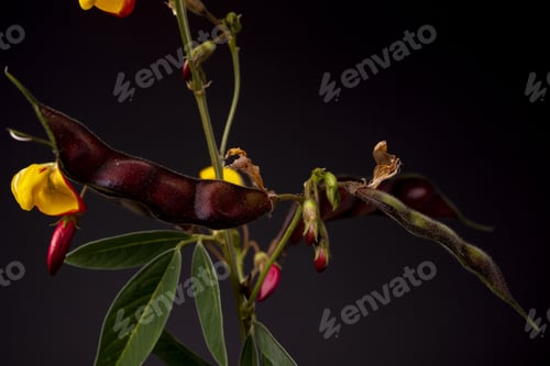 Preview: Pigeon pea plant. Low key studio still life of greenery herb con