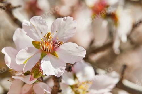 Preview: Blooming almond tree flowers close up