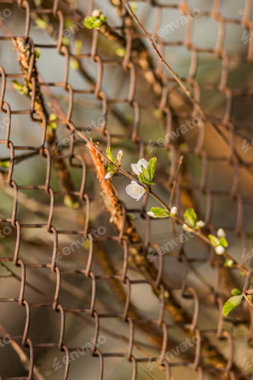 Preview: Cherry blossoms