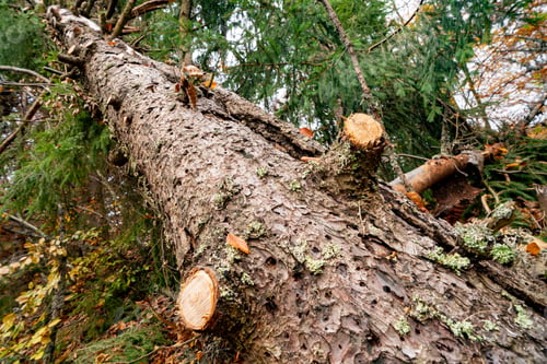 Preview: A large fallen tree in a beautiful forest among fallen leaves