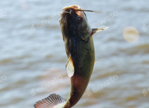 Preview: Closeup shot of catfish hanging on a hook