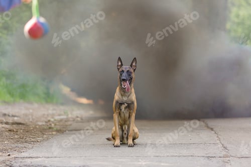Preview: Belgian Shepherd Malinois dog outdoor. Dog with colorful smoke
