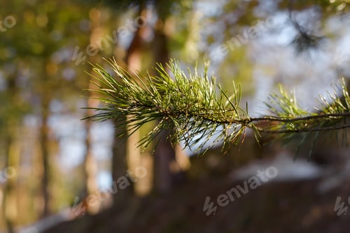 Preview: Pine branch on a sunny day close up, selective focus