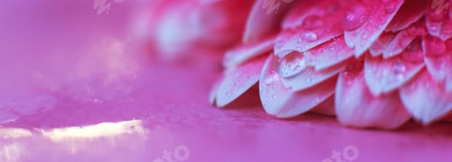 Preview: Pink Gerbera flower petals with drops of water, macro on flower, beautiful abstract background.