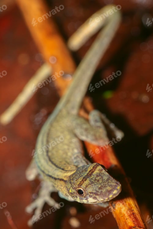 Preview: Anole Lizard, Amazonia