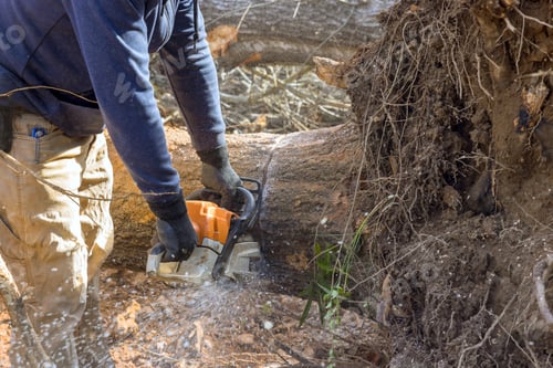 Preview: After hurricane, a municipal worker is engaged in cutting down fallen trees in park.
