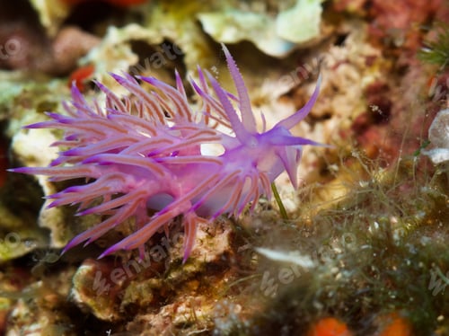 Preview: Pink and tiny sea slug
