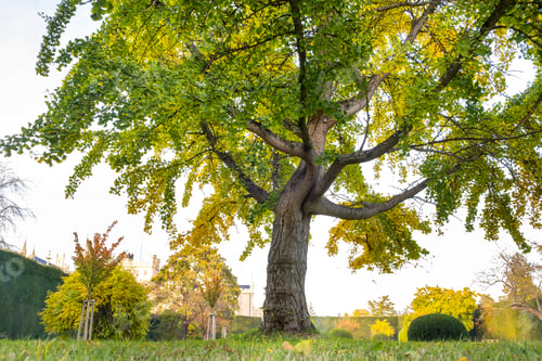 Preview: Green and yellow trees in early autumn park