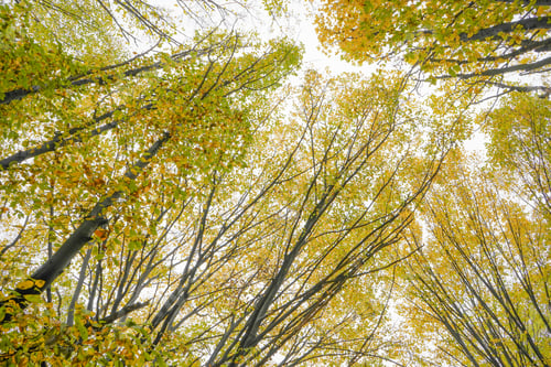 Preview: Trees with yellow leaves in the forest in autumn. Natural landscape. Nature