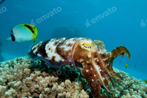 Preview: Cuttlefish laying eggs in reef