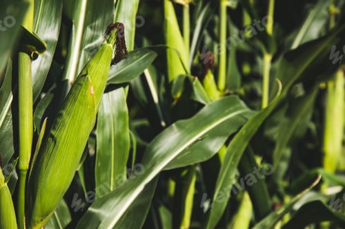 Preview: Closeup of a young maize plant in summer. Corn field
