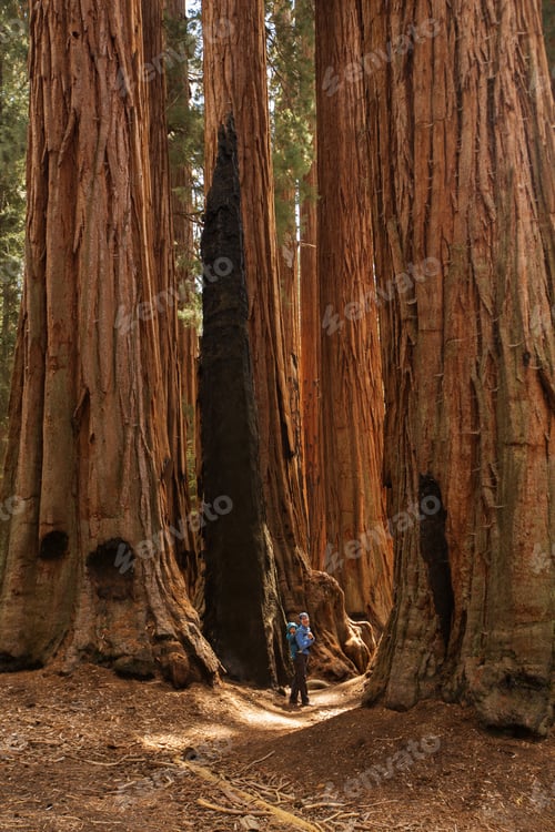 Preview: Mother With Infant Visit Sequoia National Park In California, Usa