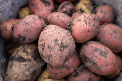 Preview: Digging potatoes in the garden. Time of harvest, planting potatoes.