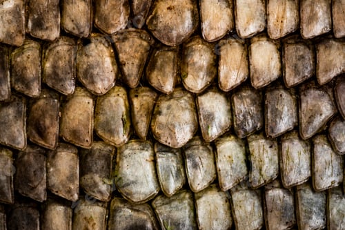 Preview: Skin of Green iguana (Iguana iguana), Tortuguero National Park, Limon Province, Costa Rica